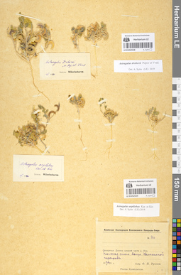 LE 01052528