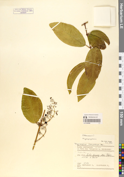 LE 01058588