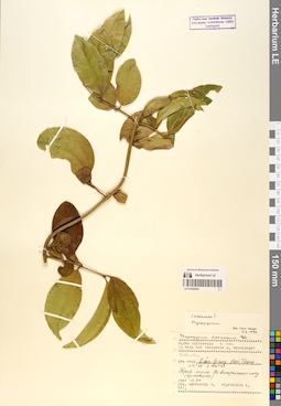 LE 01058590