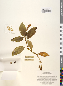 LE 01058601
