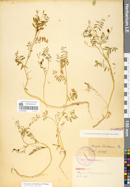 LE 01052481