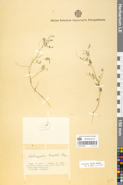 LE 01052494