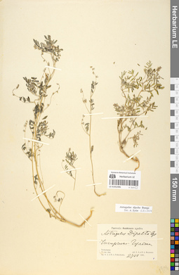LE 01052496
