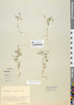 LE 01052502