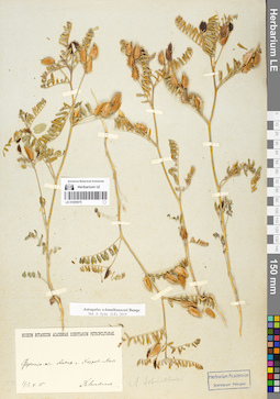 LE 01055575