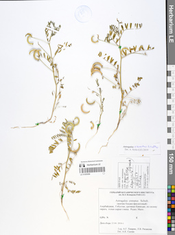 LE 01055599