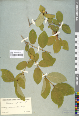 LE 01061534