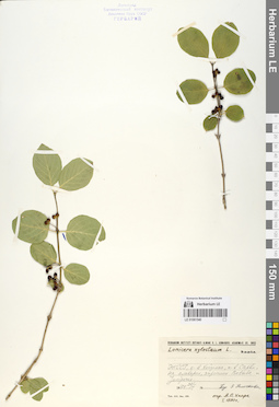 LE 01061540