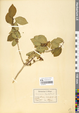 LE 01061578
