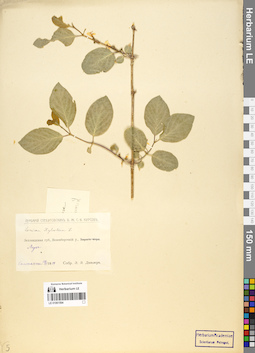 LE 01061594