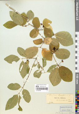 LE 01061596