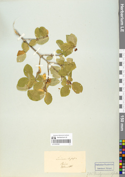 LE 01061602