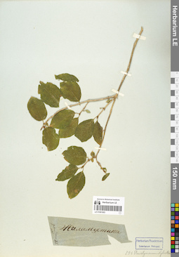 LE 01061603