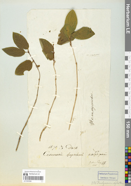 LE 01061604