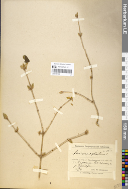 LE 01061606