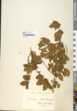LE 01061610
