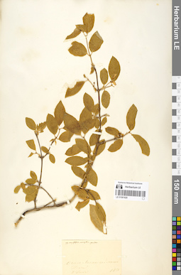 LE 01061620