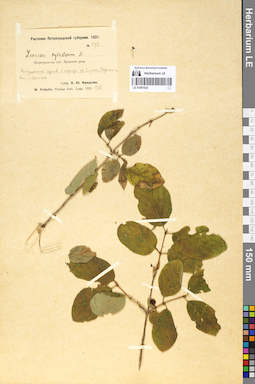 LE 01061632