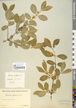 LE 01061642