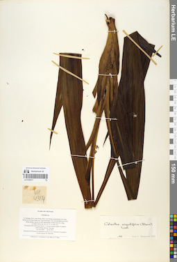 LE 01058311
