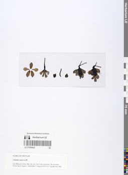 LE 01058422