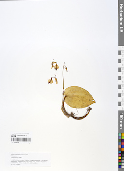 LE 01058735