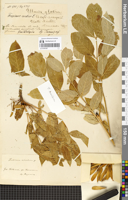 LE 01061807