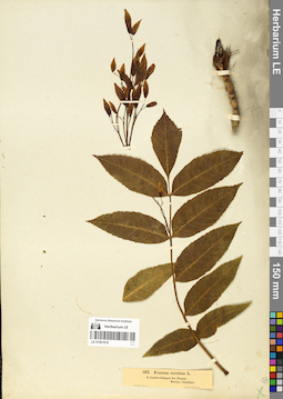 LE 01061818