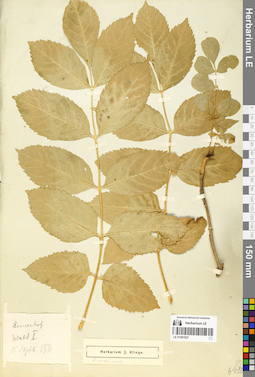 LE 01061827