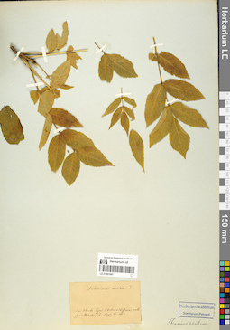 LE 01061841
