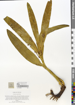 LE 01058504