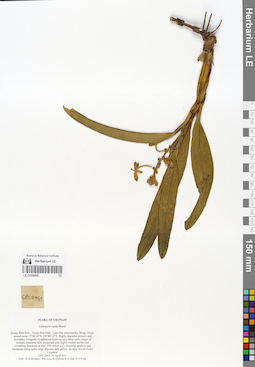 LE 01058506