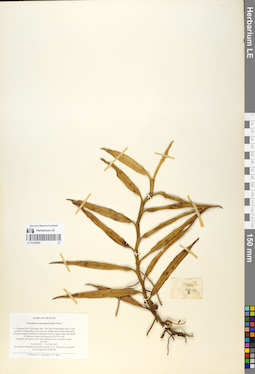 LE 01058926