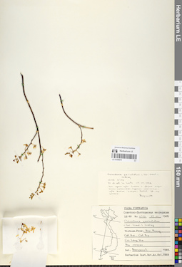 LE 01058978