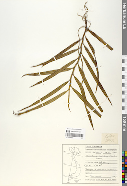 LE 01058988