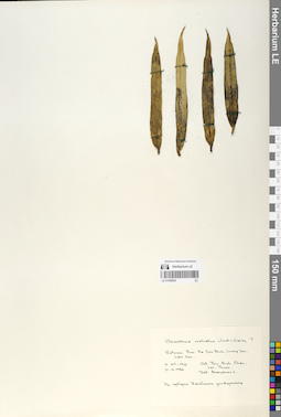 LE 01058993