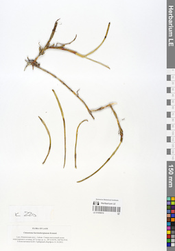 LE 01059010