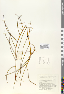 LE 01059017