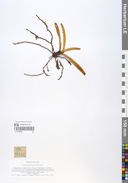 LE 01059052