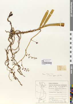 LE 01059061