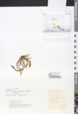 LE 01059155