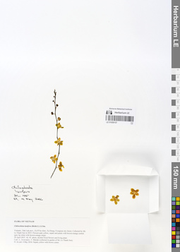 LE 01059157