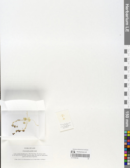 LE 01059199