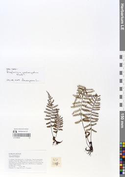 LE 01058616