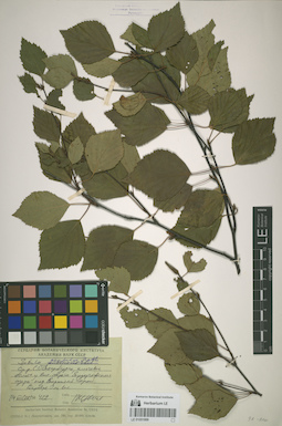 LE 01051999