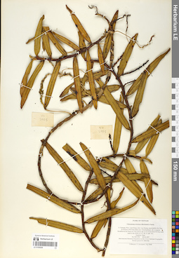 LE 01059208