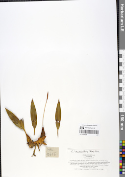 LE 01059246