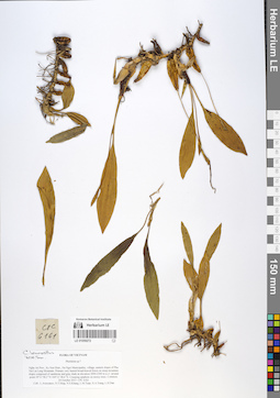 LE 01059272