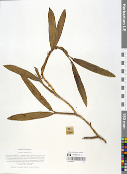 LE 01059384