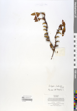 LE 01059421
